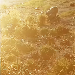 a picture of the sun coming in and behind some plants