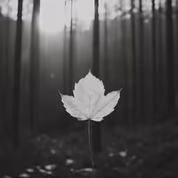 the back of a leaf is silhouetted in the woods