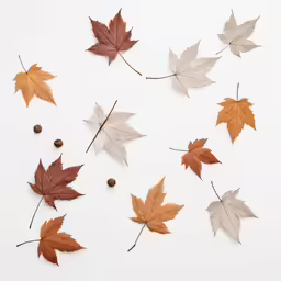 maple leaves and pine cones arranged in a circle