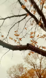 a tree branch with yellow leaves on it