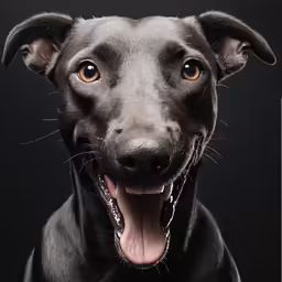 a black dog with orange eyes, with a black background