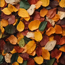 autumn foliages in different colors are scattered on the ground