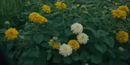 yellow and white flowers blooming on top of green foliage
