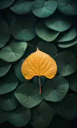 a yellow leaf laying on a green group of leaves