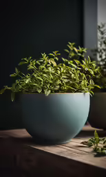 the large bowl is holding plants and a planter