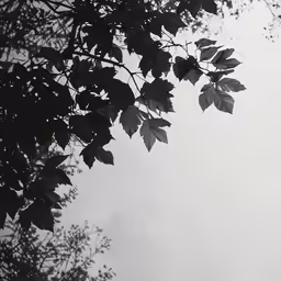 the branches of a tree against the sky