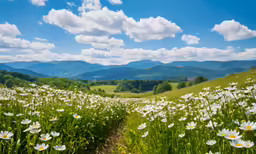 a view from a lush green field of flowers