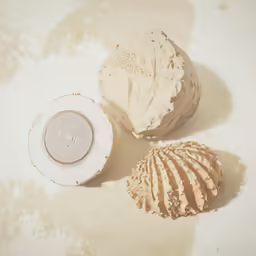an image of seashells and sea urchin on a white background