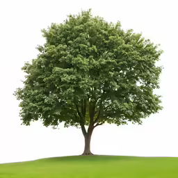 this tree is on a green hill, a perfect example of its beauty