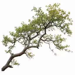 a large leafy tree with no leaves