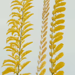some yellow colored flowers are on a sunny day