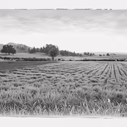 black and white photograph of the field that grows wheat