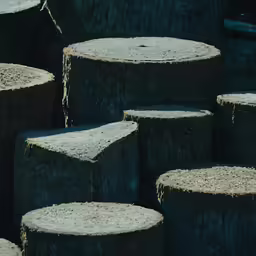 logs with moss growing on them stand together