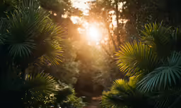 a view of the sun through some trees at sunset
