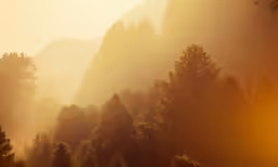 many trees are shown in the sunlight in the mountains