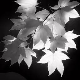 black and white leaves are hanging from a branch