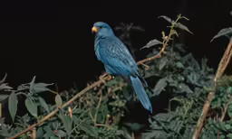 the bright blue bird sits on a branch