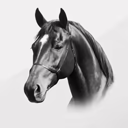 the portrait of a black and white horse