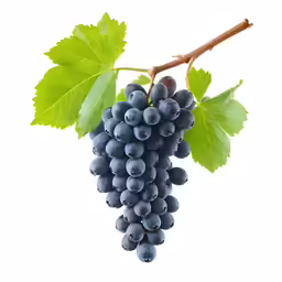 a bunch of grapes hanging from a vine