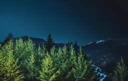 some trees under a night sky on a mountain