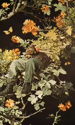 a man sitting in the branches of a tree