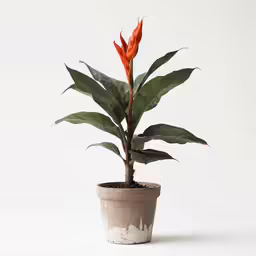 a potted plant in which orange flowers are growing