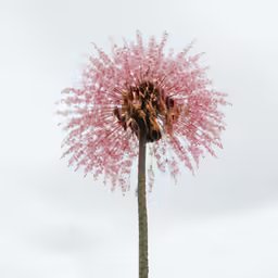 a pink tree has many branches in it