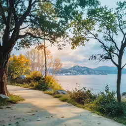 two trees on the side of a path and water