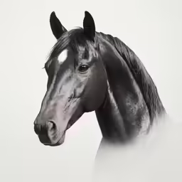 a black and white horse with its head tilted forward