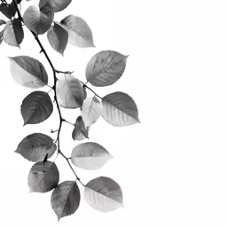 a branch with many leaves on it