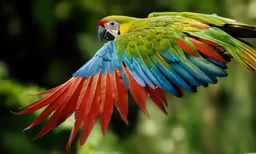 a colorful bird that is flying low to the ground