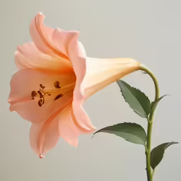 the pink flower has many green leaves around it