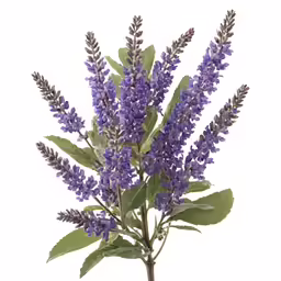 some blue flowers in a glass vase
