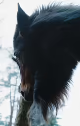 the large horse with long mane is in the snow