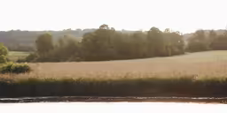 an image of a view of trees from the river