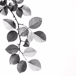 branches with leaves on white background in black and white