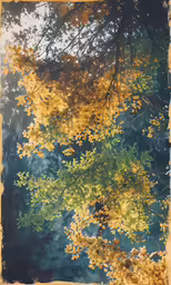 the tree is turning colors with water