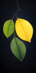two leaves hang off the side of a tree