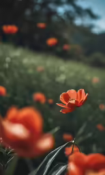 an orange flower in a field of grass