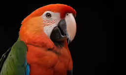 a colorful bird perched on a wooden branch