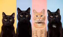 five cats sit side by side on colored background