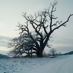 a large tree sitting next to a dirt road