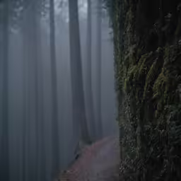 a narrow path in the middle of a forrest covered in fog