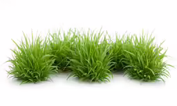 green grass plants set on a white background