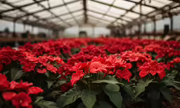 red plants inside a large metal covered building