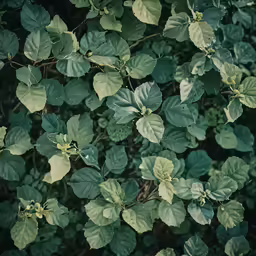 many green leaves and brown stems with white flowers