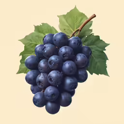 closeup view of fresh purple grapes on the vine