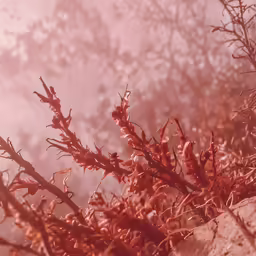 red and orange plants sitting in front of a foggy forest