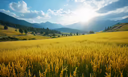 a view of a sunlit field full of tall grass