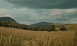 a field with tall grass and mountains behind it